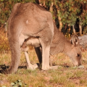 Macropus giganteus at Fadden, ACT - 28 Feb 2018