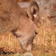 Macropus giganteus at Fadden, ACT - 28 Feb 2018