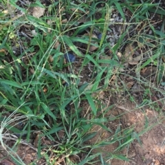 Digitaria sanguinalis (Summer Grass) at Hughes, ACT - 10 Mar 2018 by ruthkerruish