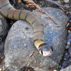 Pseudonaja textilis (Eastern Brown Snake) at Jedbinbilla - 9 Mar 2018 by RodDeb