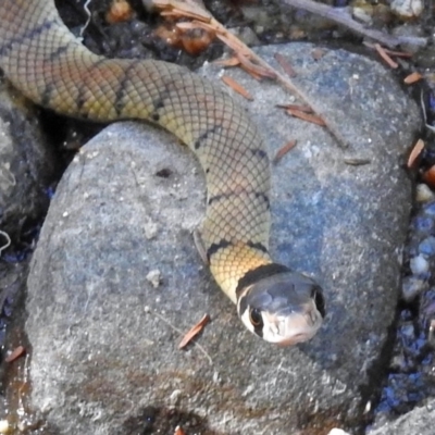 Pseudonaja textilis (Eastern Brown Snake) at Paddys River, ACT - 9 Mar 2018 by RodDeb