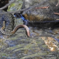 Pseudonaja textilis at Paddys River, ACT - 9 Mar 2018 02:54 PM