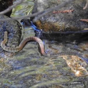 Pseudonaja textilis at Paddys River, ACT - 9 Mar 2018 02:54 PM