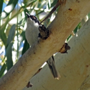 Melithreptus lunatus at Paddys River, ACT - 9 Mar 2018