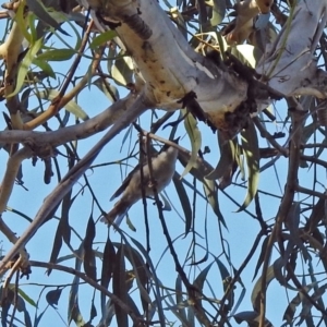 Melithreptus lunatus at Paddys River, ACT - 9 Mar 2018