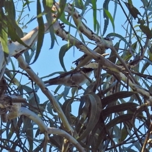 Melithreptus lunatus at Paddys River, ACT - 9 Mar 2018