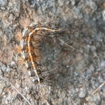 Anthelidae (family) (Unidentified Anthelid moth or Australian woolly bear) at Cotter River, ACT - 7 Feb 2018 by SWishart