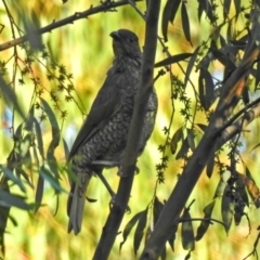 Ptilonorhynchus violaceus (Satin Bowerbird) at Paddys River, ACT - 9 Mar 2018 by RodDeb