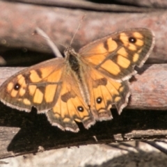 Geitoneura klugii (Marbled Xenica) at Cotter River, ACT - 6 Feb 2018 by SWishart