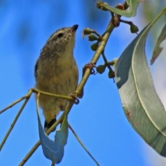 Pardalotus punctatus (Spotted Pardalote) at Tidbinbilla Nature Reserve - 9 Mar 2018 by RodDeb