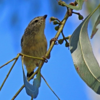 Pardalotus punctatus (Spotted Pardalote) at Paddys River, ACT - 9 Mar 2018 by RodDeb