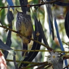 Acanthiza pusilla (Brown Thornbill) at Paddys River, ACT - 9 Mar 2018 by RodDeb