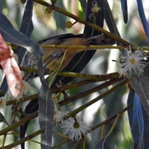 Acanthiza pusilla at Paddys River, ACT - 9 Mar 2018