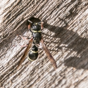 Eumeninae (subfamily) at Cotter River, ACT - 7 Feb 2018