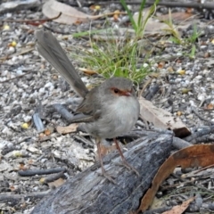 Malurus cyaneus (Superb Fairywren) at Paddys River, ACT - 9 Mar 2018 by RodDeb