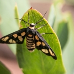 Amata (genus) (Handmaiden Moth) at Cotter River, ACT - 6 Feb 2018 by SWishart