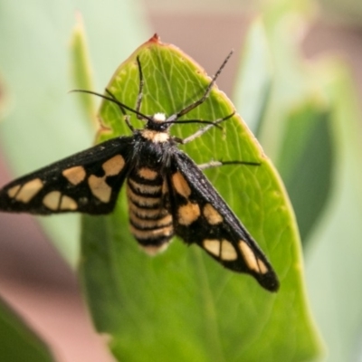 Amata (genus) (Handmaiden Moth) at Cotter River, ACT - 7 Feb 2018 by SWishart