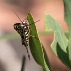 Amata (genus) at Cotter River, ACT - 7 Feb 2018