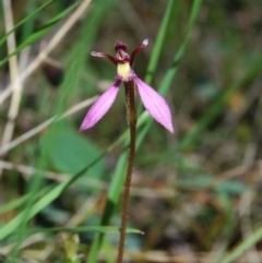 Eriochilus magenteus (Magenta Autumn Orchid) at Mount Clear, ACT - 11 Mar 2007 by KMcCue