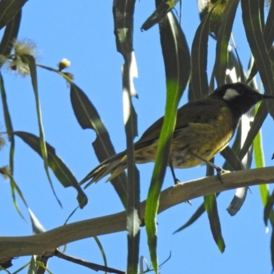 Nesoptilotis leucotis (White-eared Honeyeater) at Paddys River, ACT - 9 Mar 2018 by RodDeb