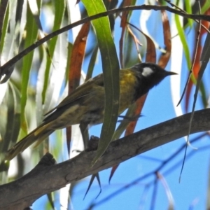 Nesoptilotis leucotis at Paddys River, ACT - 9 Mar 2018