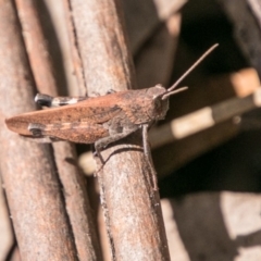 Cirphula pyrrhocnemis at Cotter River, ACT - 7 Feb 2018 10:14 AM