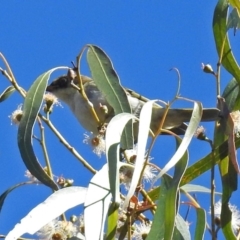 Melithreptus lunatus (White-naped Honeyeater) at Paddys River, ACT - 9 Mar 2018 by RodDeb