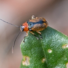 Aporocera sp. (genus) (Unidentified Aporocera leaf beetle) at Cotter River, ACT - 7 Feb 2018 by SWishart