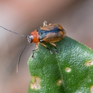 Aporocera sp. (genus) at Cotter River, ACT - 7 Feb 2018 10:24 AM