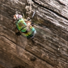 Rutilia sp. (genus) (A Rutilia bristle fly, subgenus unknown) at Cotter River, ACT - 7 Feb 2018 by SWishart