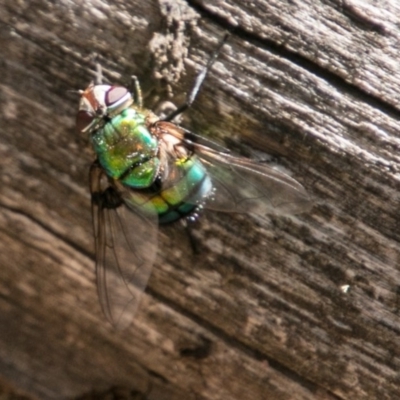 Rutilia sp. (genus) (A Rutilia bristle fly, subgenus unknown) at Namadgi National Park - 6 Feb 2018 by SWishart