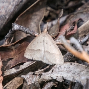 Epidesmia hypenaria at Cotter River, ACT - 7 Feb 2018 10:35 AM