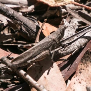 Goniaea opomaloides at Cotter River, ACT - 7 Feb 2018 10:37 AM