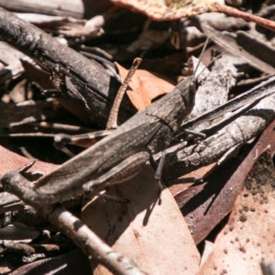 Goniaea opomaloides (Mimetic Gumleaf Grasshopper) at Namadgi National Park - 6 Feb 2018 by SWishart