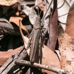 Goniaea opomaloides at Cotter River, ACT - 7 Feb 2018 10:37 AM