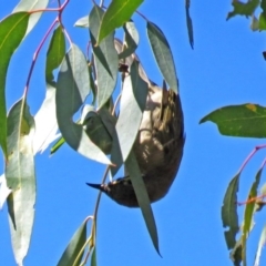 Caligavis chrysops (Yellow-faced Honeyeater) at Paddys River, ACT - 9 Mar 2018 by RodDeb