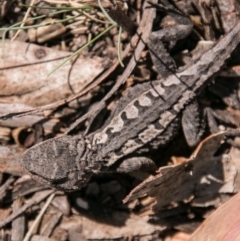 Rankinia diemensis (Mountain Dragon) at Cotter River, ACT - 7 Feb 2018 by SWishart