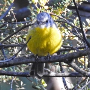 Eopsaltria australis at Paddys River, ACT - 9 Mar 2018