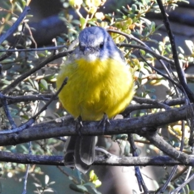 Eopsaltria australis (Eastern Yellow Robin) at Paddys River, ACT - 9 Mar 2018 by RodDeb