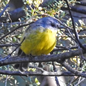 Eopsaltria australis at Paddys River, ACT - 9 Mar 2018