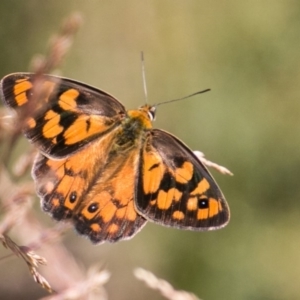 Heteronympha penelope at Cotter River, ACT - 7 Feb 2018