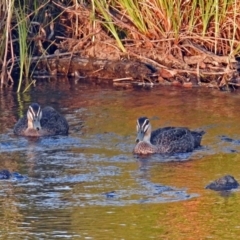 Anas superciliosa (Pacific Black Duck) at Point Hut to Tharwa - 9 Mar 2018 by RodDeb