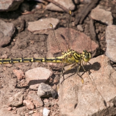 Austrogomphus guerini (Yellow-striped Hunter) at Cotter River, ACT - 7 Feb 2018 by SWishart