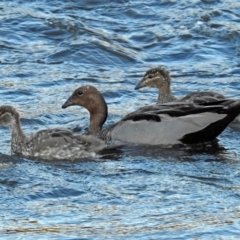 Chenonetta jubata (Australian Wood Duck) at Paddys River, ACT - 9 Mar 2018 by RodDeb