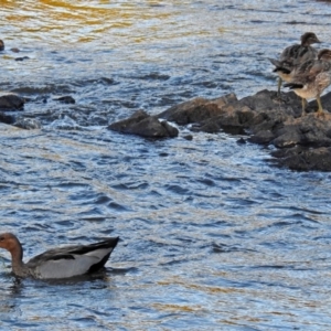 Chenonetta jubata at Paddys River, ACT - 9 Mar 2018 06:57 PM