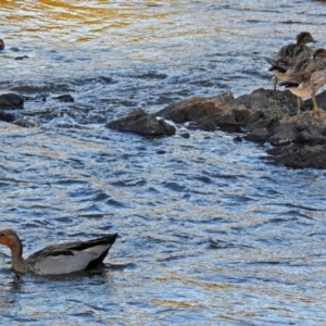 Chenonetta jubata at Paddys River, ACT - 9 Mar 2018