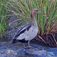 Chenonetta jubata at Paddys River, ACT - 9 Mar 2018 06:57 PM