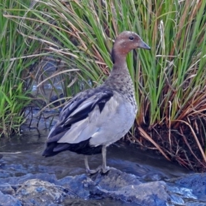 Chenonetta jubata at Paddys River, ACT - 9 Mar 2018 06:57 PM