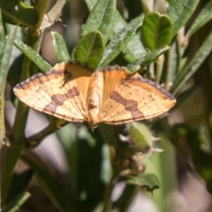 Chrysolarentia polyxantha at Cotter River, ACT - 7 Feb 2018 11:23 AM