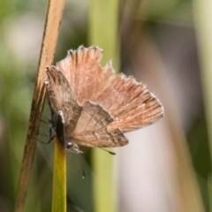 Neolucia hobartensis at Namadgi National Park - 7 Feb 2018 by SWishart